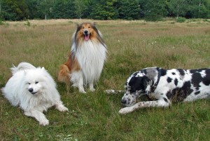 rough-collie-76395_640